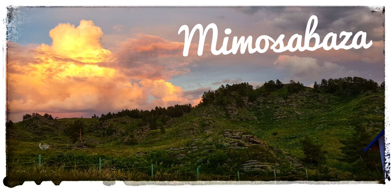 Мимоза - Limpopo Travel в России